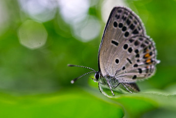 Buterfly on the green leaf