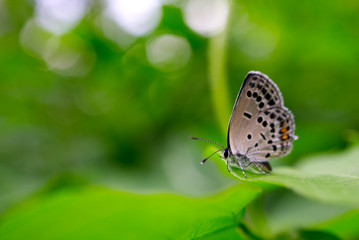 Buterfly on the green leaf