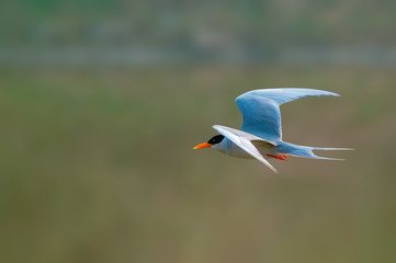 A river tern flying against green background