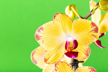Most commonly grown house plants. Close up of orchid flower yellow bloom over green background. Phalaenopsis orchid. Botany concept with copy space.