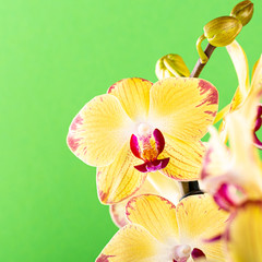 Fototapeta na wymiar Most commonly grown house plants. Close up of orchid flower yellow bloom over green background. Phalaenopsis orchid. Botany concept with copy space.