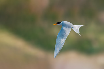 A river tern flying against smooth background