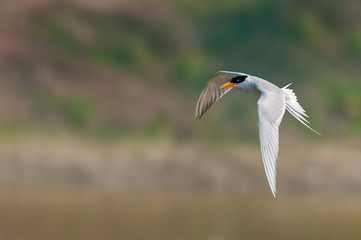 A river tern flying against smooth background