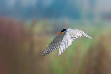 A river tern flying against smooth background