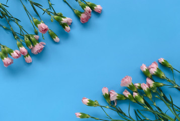 Floral background or frame with delicate pink carnation flowers buds on blue background with copy space, top view