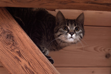 Cute baby cat climbing in the roof beams.