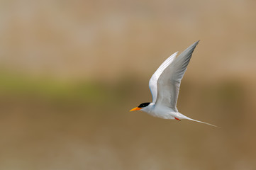 A river tern flying from right to left