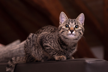 Portrait of a cute gray kitten sitting on a leather armrest.
