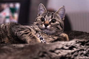 Portrait of a cute gray kitten lying on a cozy blanket.