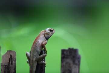 lizard on rock