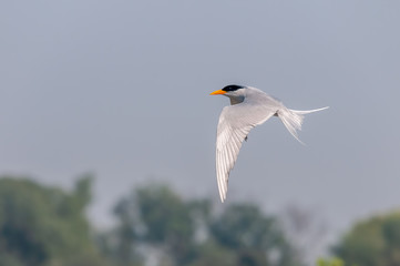 Fototapeta na wymiar A river tern flying in the sky over trees
