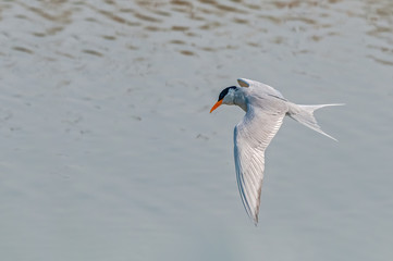 A river tern preparing for a dive in the river