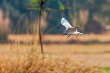 A river tern flying in golden light turning its head