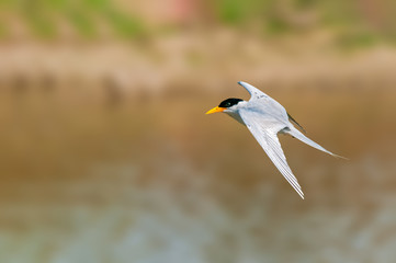 A river tern flying over a river
