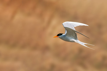A river tern flying in golden light