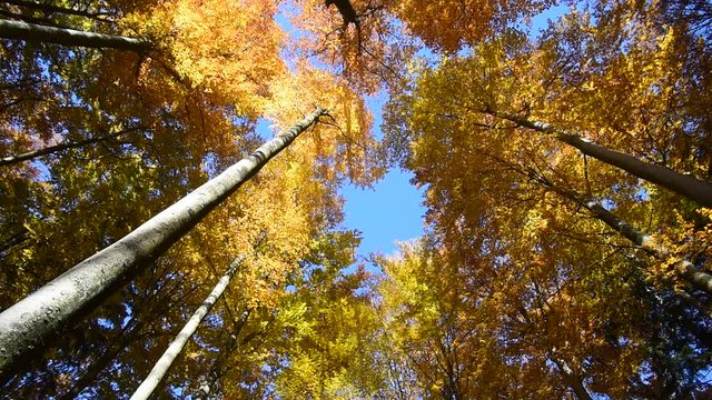 Rotating low angle shot of beech trees with foliage in autumn colours in broafleaf forest