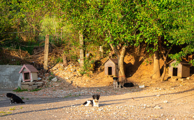 Kennel for stray dogs