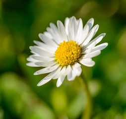 single white common daisy, lawn daisy or English daisy (bellis perennis) flower © Petr
