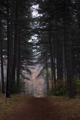 Obraz premium Forest hike 