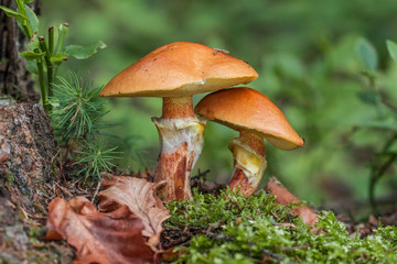 Suillus grevillei - edible mushroom. Fungus in the natural environment