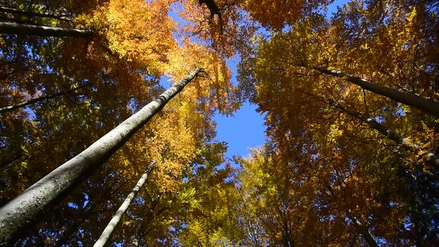 Rotating low angle shot of beech trees with foliage in autumn colours in broafleaf forest