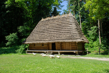 wooden national hut Ukrainian,Geese graze on the grass near a wooden house in the forest