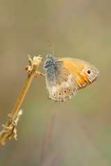 Closeup beautiful butterfly in a summer garden
