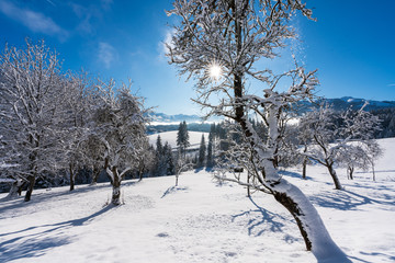 Winterlandschaft mit Schnee auf Bäumen in Reith bei Kitzbühel in Tirol Österreich
