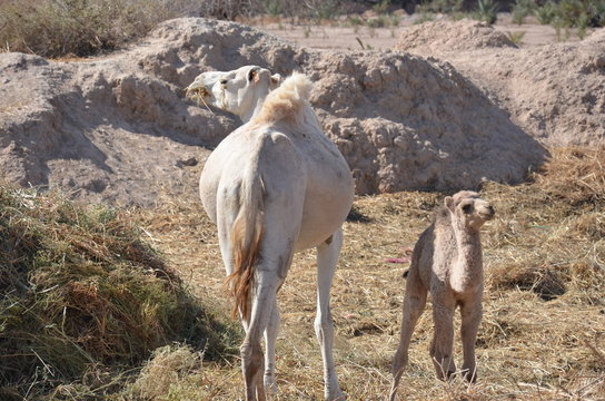 chamelon b&eacute;b&eacute; dromadaire avec sa m&egrave;re Chamelle