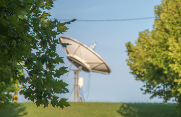 Fototapeta premium The plane trees and the satellite dish.