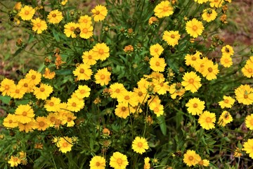 Small yellow flowers in bush detail
