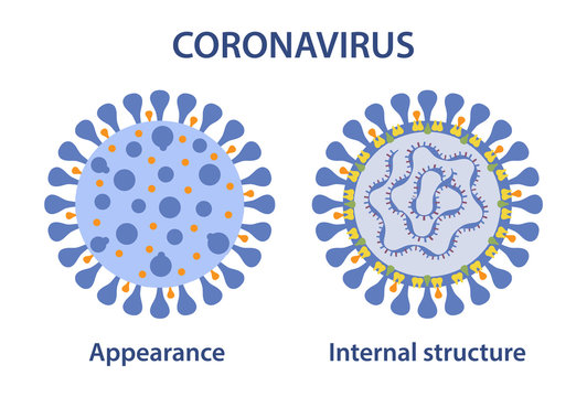 Coronavirus appearance and internal structure. MERS-Cov (middle East respiratory syndrome coronavirus), 2019-nCoV. Vector illustration in flat style on white background.