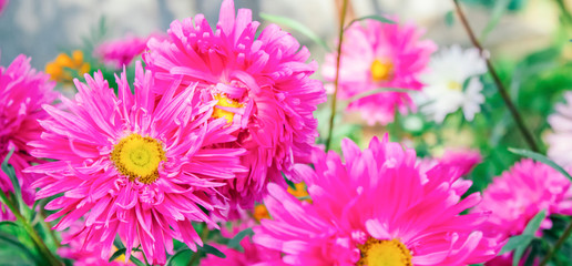 Fototapeta premium spring background, banner, Asters, free space for text