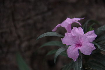 Beautiful Light Purple/ Pink Flower with space for design or typography