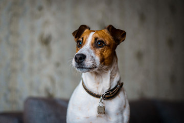 Dog jack russell terrier close-up. A cute pet dog looks away.