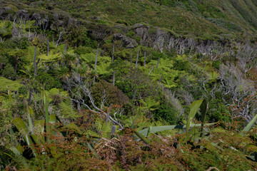 Naklejka premium Karekare Auckland New Zealand. Forest