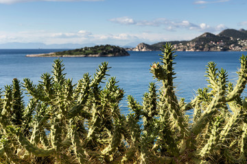 Fototapeta na wymiar The cactus in the background of the sea