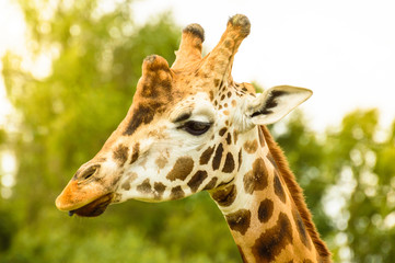 Rothschild giraffe head on a background of green trees on a sunny day.