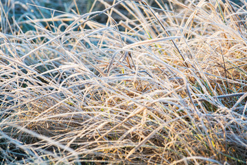 Hoarfrost on grass in winter
