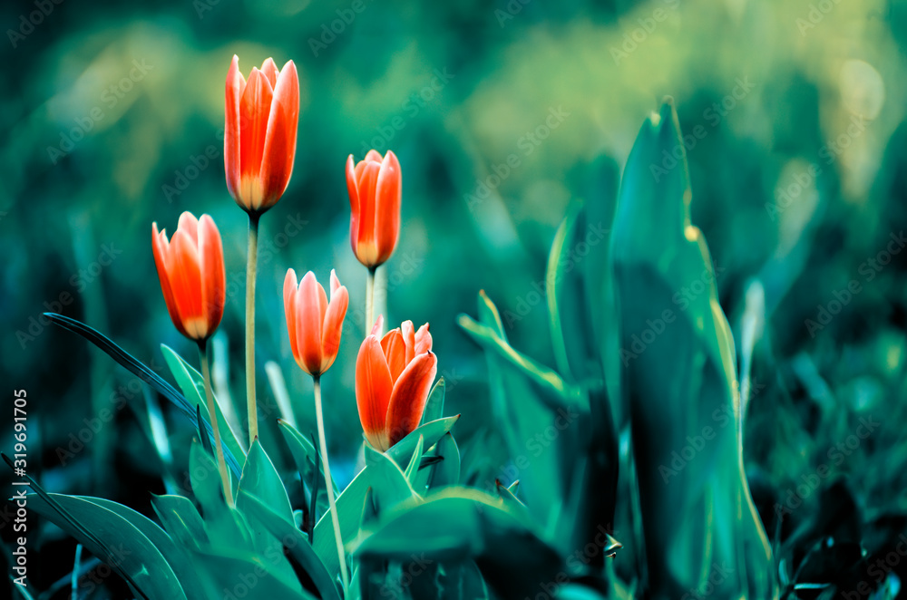 Wall mural Beautiful flowers tulips in the spring garden. gardening hobby. Natural spring garden background.