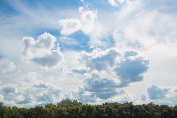 Obraz premium Beautiful sunny blue sky and fluffy white clouds. Green tops of trees growing in forest in countryside. 