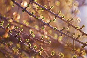  Blooming buds on tree branches. Gentle first little things on bare branches in sunny gentle light. Awakening of nature after the winter period.