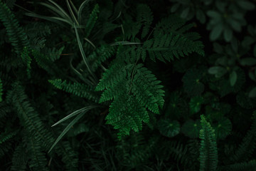 dark green texture of leaves and grass