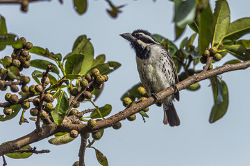 This barbet enjoyed the delicatessen of her roosting tree. Taita Taveta, Kenya.