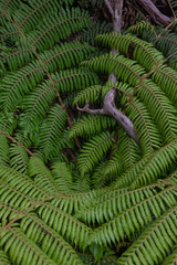 Ferns New Zealand