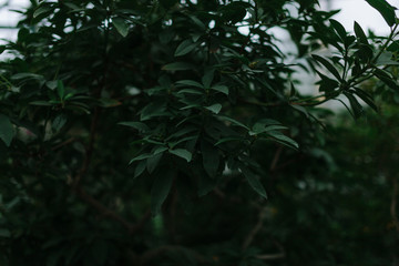 Obraz premium dark green texture of leaves and grass