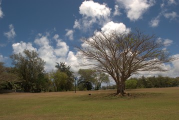 Leafless tree in a park, with beautiful clouds in the skies