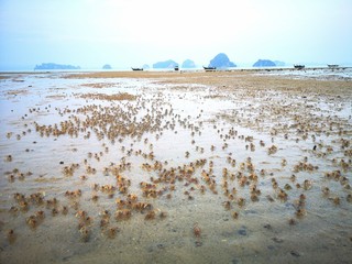 Krabben bei Ebbe am Strand