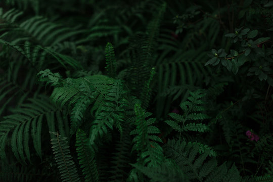 dark green texture of leaves and grass © ShapeImages