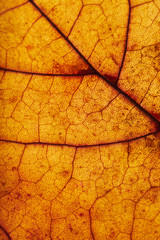 Orange Leaves Macro Texture Background. Abstract pattern for design. Copy space - surface concept for text. Autumn Skeleton